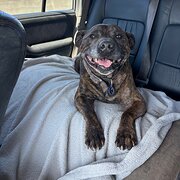 Home Owner wanting sitter in Brisbane, Queensland