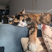 Home Owner wanting sitter in Canberra, Australian Capital Territory