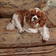 Home Owner wanting sitter in , New South Wales