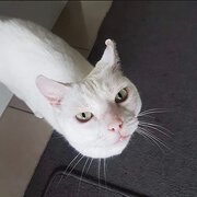 Home Owner wanting sitter in Melbourne , Victoria