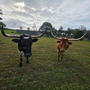 Home Owner wanting sitter in Cairns, Queensland