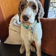 Home Owner wanting sitter in Brisbane, Queensland