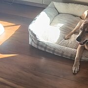 Home Owner wanting sitter in Coffs Harbour , New South Wales