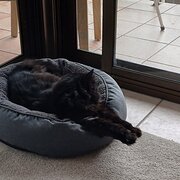 Home Owner wanting sitter in , New South Wales