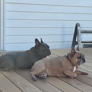 Home Owner wanting sitter in , Victoria