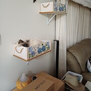 Home Owner wanting sitter in Toowoomba, Queensland