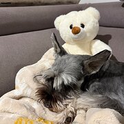 Home Owner wanting sitter in Gold Coast, Queensland