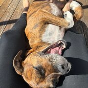 Home Owner wanting sitter in Perth, Western Australia