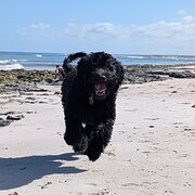 Home Owner wanting sitter in Geraldton , Western Australia