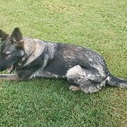 Home Owner wanting sitter in , Queensland