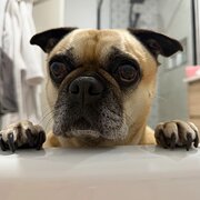 Home Owner wanting sitter in , Victoria