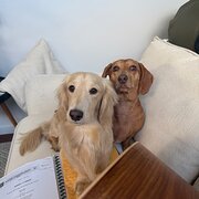 Home Owner wanting sitter in , Queensland