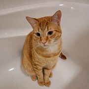 Home Owner wanting sitter in , Queensland