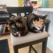 Home Owner wanting sitter in Melbourne, Victoria