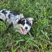 Home Owner wanting sitter in Sydney, New South Wales