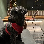 Home Owner wanting sitter in Canberra, Australian Capital Territory