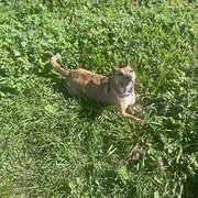 Home Owner wanting sitter in Melbourne, Victoria