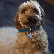 Home Owner wanting sitter in Brisbane major city or Indooropilly, Queensland