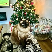 Home Owner wanting sitter in , Western Australia