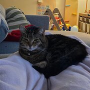 Home Owner wanting sitter in , New South Wales