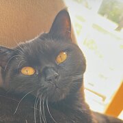 Home Owner wanting sitter in Melbourne, Victoria