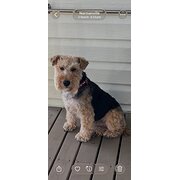 Home Owner wanting sitter in Adelaide, South Australia