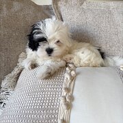 Home Owner wanting sitter in , Queensland