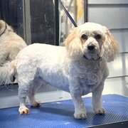 Home Owner wanting sitter in , Victoria