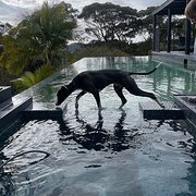 Home Owner wanting sitter in , New South Wales