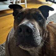 Home Owner wanting sitter in , Victoria