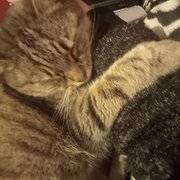 Home Owner wanting sitter in Burnie, Tasmania