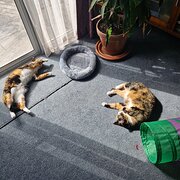 Home Owner wanting sitter in Sydney, New South Wales