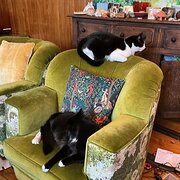 Home Owner wanting sitter in , New South Wales