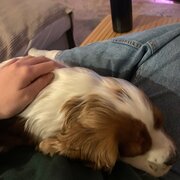 House Sitter - House sitter/ pet sitter