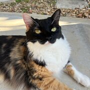 Home Owner wanting sitter in Brisbane, Queensland