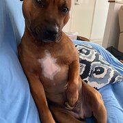 Home Owner wanting sitter in , Western Australia