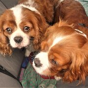 Home Owner wanting sitter in Adelaide, South Australia