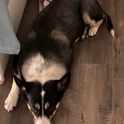 Home Owner wanting sitter in , Western Australia