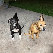 Home Owner wanting sitter in Cairns, Queensland