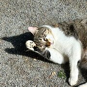 Home Owner wanting sitter in Adelaide, South Australia