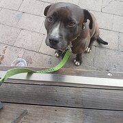Home Owner wanting sitter in Sydney CBD, New South Wales