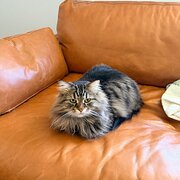Home Owner wanting sitter in , Queensland