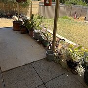 Home Owner wanting sitter in Perth , Western Australia