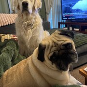 Home Owner wanting sitter in Devonport, Tasmania
