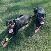Home Owner wanting sitter in Canberra, Australian Capital Territory