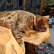 Home Owner wanting sitter in Gold coast, Queensland