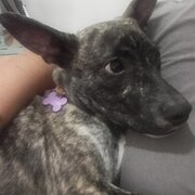 Home Owner wanting sitter in Strathfield , New South Wales