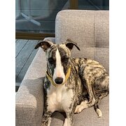Home Owner wanting sitter in Canberra , New South Wales