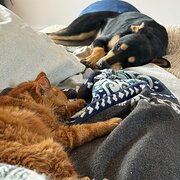 Home Owner wanting sitter in , Victoria