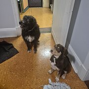 Home Owner wanting sitter in Albany, Collie, Bunbury, Western Australia